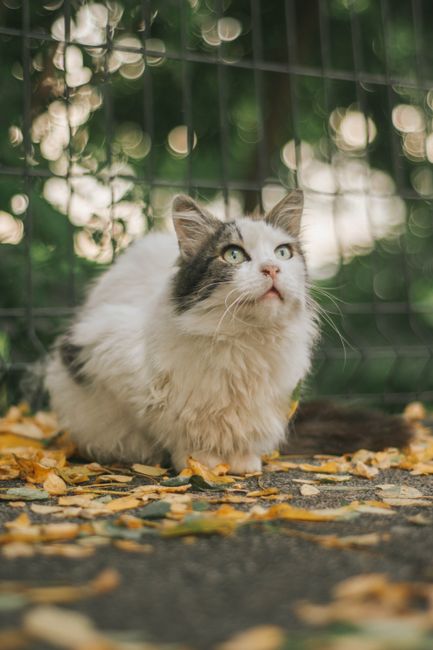 A domestic long-haired cat with predominantly white fur and grey markings on its face, ears, and tail sits outdoors on a paved surface scattered with yellow and brown fallen leaves. The cat's green eyes are wide open and gazing upward, with its pink nose and whiskers clearly visible. Behind the cat, there is a black metal fence with a grid pattern, and beyond the fence, blurred green foliage and out-of-focus light spots suggest a garden or yard environment. The scene is lit with natural daylight, creating soft shadows and highlights on the cat's textured, fluffy coat. The presence of leaves and outdoor setting indicates a seasonal transition, such as autumn. This image reflects a peaceful moment in an outdoor area where the animal is calmly observing its surroundings, fitting within the context of private outdoor spaces that may be associated with household waste management or garden clearance activities, as handled by services like Rubbish Removal Earls Court.
